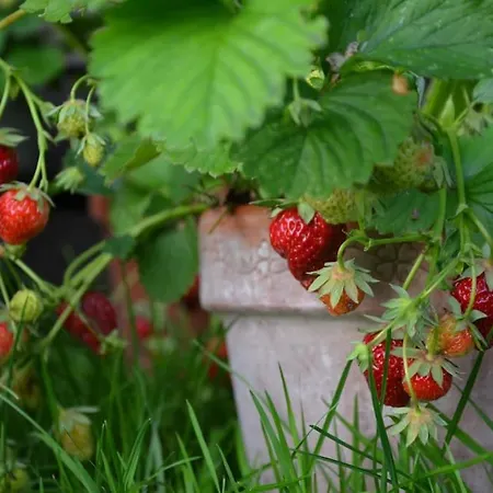 Hof Papenwohld - Naturpark, Gartensauna Casa de Férias *